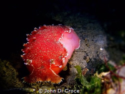 Pink nudibranch in Puget Sound by John Di Croce 